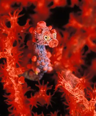 Fischkuriositäten entdecken